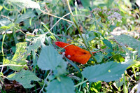 IMG_3054-Edit
